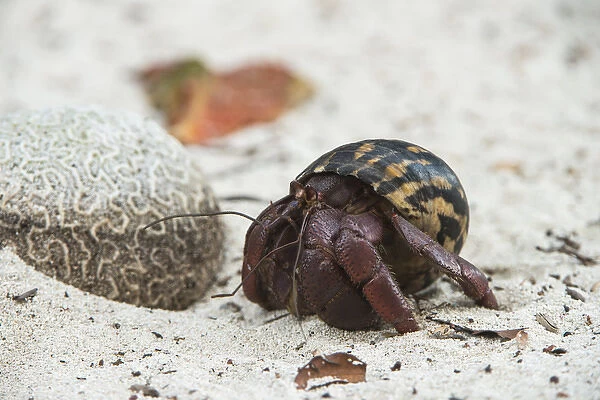 Caribbean Hermit Crab (Coenobita clypeatus) on, Halfmoon Caye, Lighthouse Reef Atoll