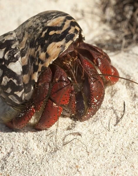 Caribbean hermit crab (Coenobita clypeatus) during migration on Pajaros beach, Mona Island