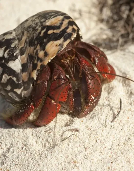 Framed Print : Caribbean hermit crab (Coenobita clypeatus) during migration on Pajaros beach, Mona Island