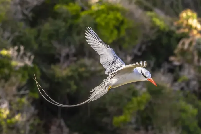 Framed Print : Caribbean, Little Tobago Island. Red-billed tropicbird in flight Framed Print : Caribbean, Little Tobago Island. Red-billed tropicbird in flight