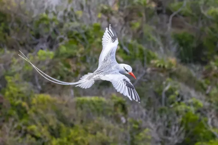Framed Print : Caribbean, Little Tobago Island. Red-billed tropicbird in flight Framed Print : Caribbean, Little Tobago Island. Red-billed tropicbird in flight