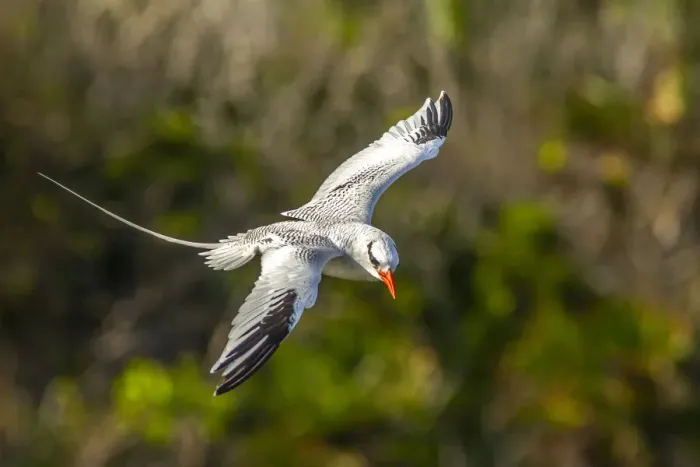 Framed Print : Caribbean, Little Tobago Island. Red-billed tropicbird in flight Framed Print : Caribbean, Little Tobago Island. Red-billed tropicbird in flight