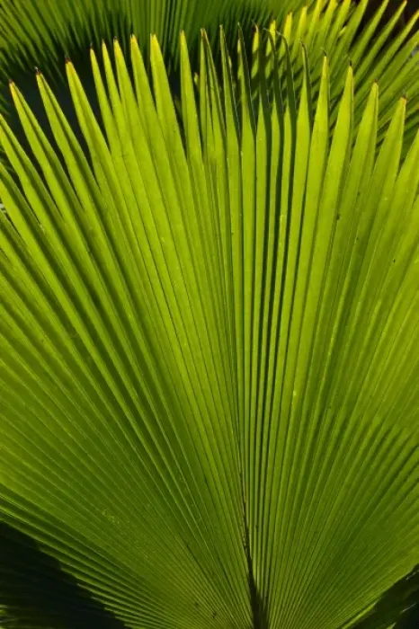 Framed Print : Caribbean, Martinique