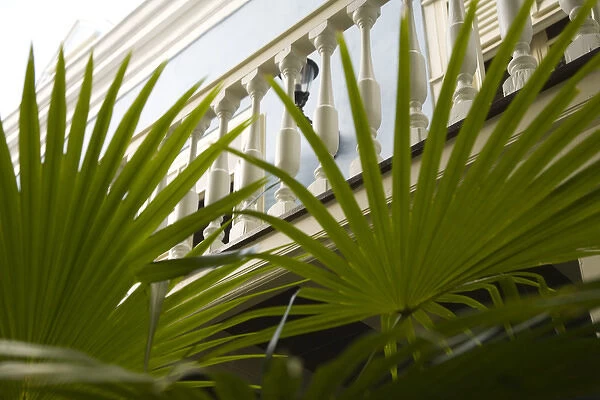 Caribbean, Netherland Antilles, Curacao, Willemstad. Palm fronds and balcony