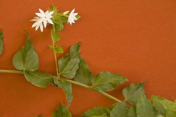 Caribbean, Netherland Antilles, Curacao, Willemstad. Flowering vine on red wall