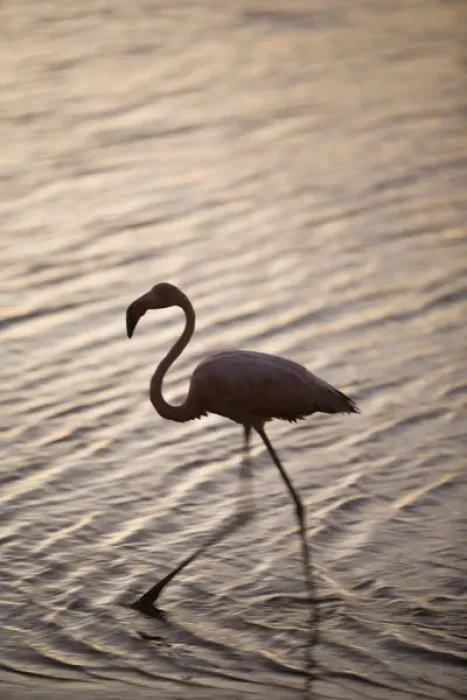 Framed Print : Caribbean, Netherlands Antilles, Bonaire. Caribbean Flamingo (Phoenicopterus ruber