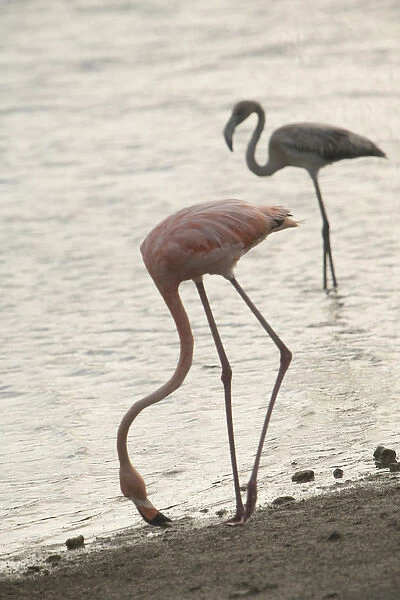 Caribbean, Netherlands Antilles, Bonaire. Caribbean Flamingos (Phoenicopterus ruber