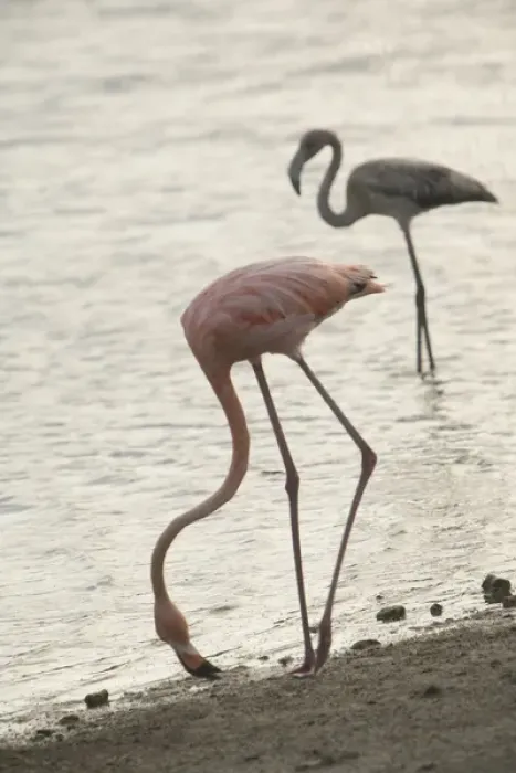 Framed Print : Caribbean, Netherlands Antilles, Bonaire. Caribbean Flamingos (Phoenicopterus ruber Framed Print : Caribbean, Netherlands Antilles, Bonaire. Caribbean Flamingos (Phoenicopterus ruber