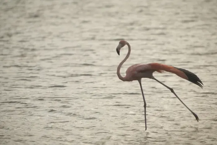 Framed Print : Caribbean, Netherlands Antilles, Bonaire. Caribbean Flamingo (Phoenicopterus ruber Framed Print : Caribbean, Netherlands Antilles, Bonaire. Caribbean Flamingo (Phoenicopterus ruber