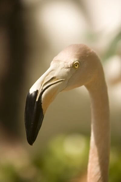 Caribbean, Netherlands Antilles, Bonaire. Caribbean Flamingos (Phoenicopterus ruber ruber)