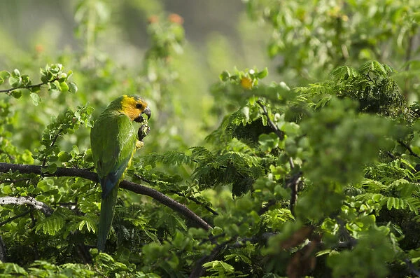 Caribbean Parakeet or Brown-throated Parakeet (Aratinga pertinax xanthogenia)