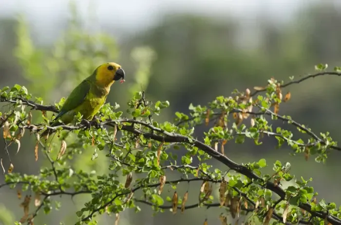 Framed Print : Caribbean Parakeet or Brown-throated Parakeet (Aratinga pertinax xanthogenia) Framed Print : Caribbean Parakeet or Brown-throated Parakeet (Aratinga pertinax xanthogenia)