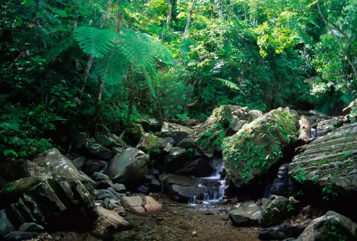 Framed Print : Caribbean, Puerto Rico, El Yunque. A water fall in the El Yunque rain forest Framed Print : Caribbean, Puerto Rico, El Yunque. A water fall in the El Yunque rain forest