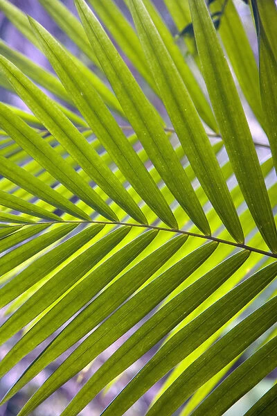 Caribbean, Puerto Rico, El Yunque rain forest, Caribbean National Forest. Palm frond