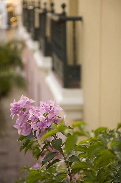 Caribbean, Puerto Rico, Old San Juan. Flowers and wrought-iron balconies