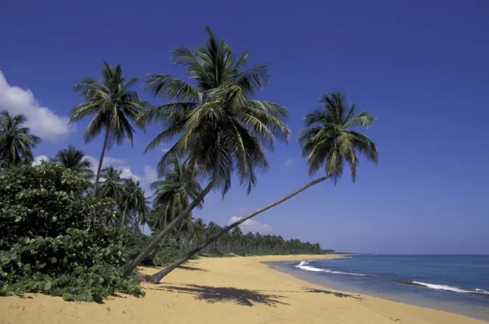 Framed Print : CARIBBEAN, Puerto Rico Palm tree lined coastline