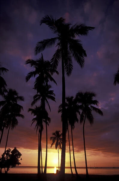 CARIBBEAN, Puerto Rico Palm trees at sunset