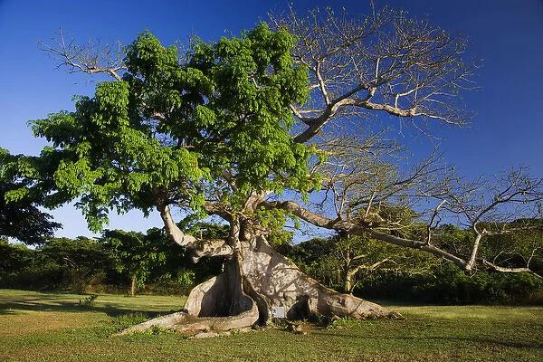 Caribbean, Puerto Rico, Vieques. View of a silk cotton tree. Credit as: Dennis Flaherty