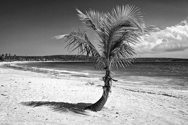 Caribbean, Puerto Rico, Vieques. Single coconut palm on Red Beach