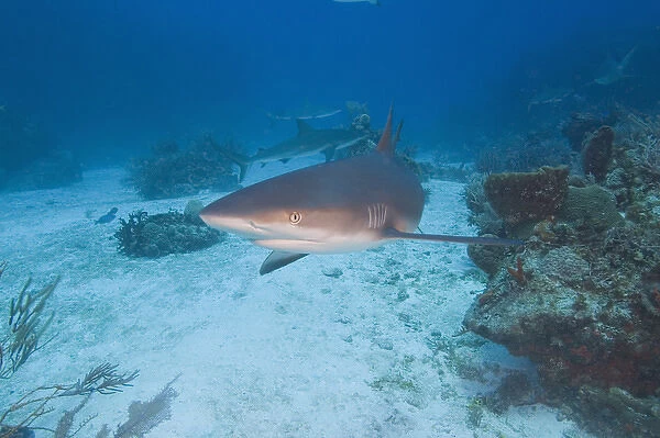 Caribbean Reef Sharks (Carcharhinus perezi) Northern Bahamas