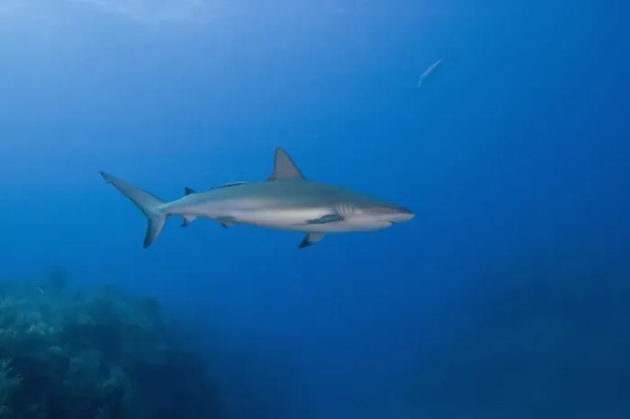 Framed Print : Caribbean Reef Sharks (Carcharhinus perezi) Northern Bahamas Framed Print : Caribbean Reef Sharks (Carcharhinus perezi) Northern Bahamas