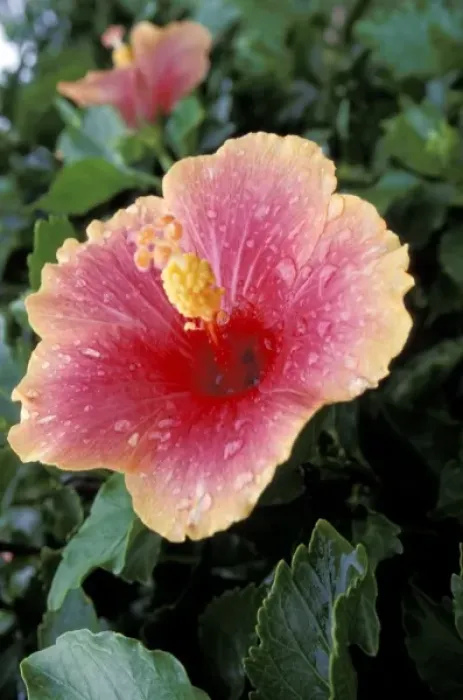 Framed Print : Caribbean, St. Kitts. Hibiscus Framed Print : Caribbean, St. Kitts. Hibiscus