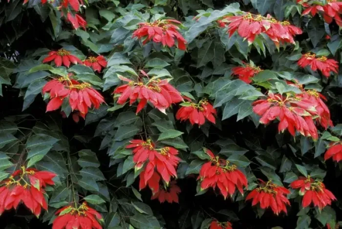 Framed Print : Caribbean, St. Kitts. Red poinsettia