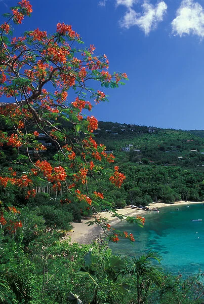 CARIBBEAN, St Thomas Hull Bay with flowers