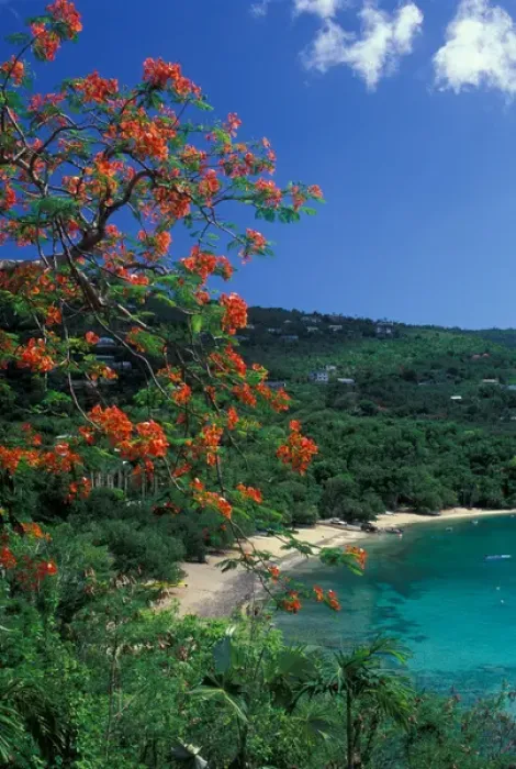 Framed Print : CARIBBEAN, St Thomas Hull Bay with flowers Framed Print : CARIBBEAN, St Thomas Hull Bay with flowers