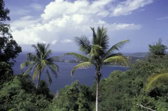 Framed Print : CARIBBEAN, St. Thomas Magens Beach through palm trees Framed Print : CARIBBEAN, St. Thomas Magens Beach through palm trees