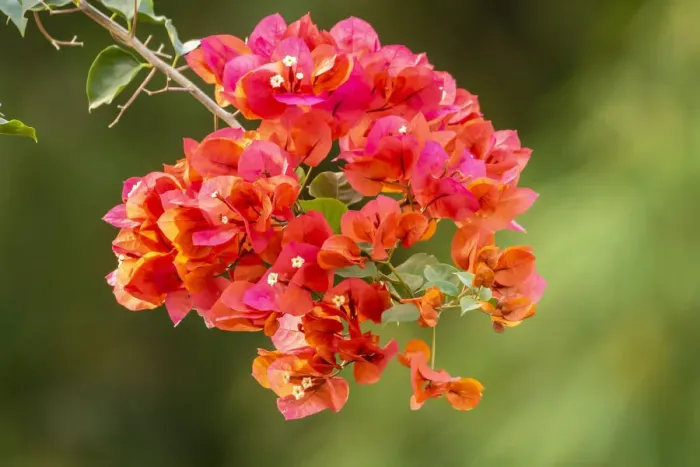 Framed Print : Caribbean, Tobago. Close-up of bougainvillea blossoms. Credit as