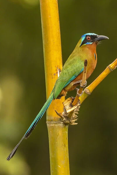Caribbean, Tobago. Motmot bird on limb. Credit as: Cathy