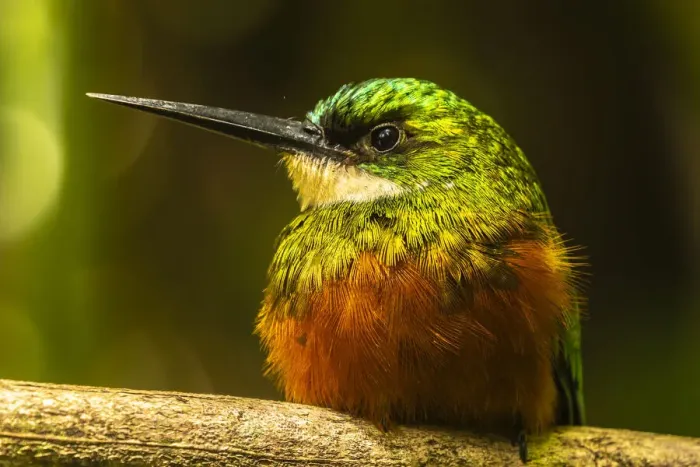 Framed Print : Caribbean, Tobago. Rufous-tailed jacamar bird on limb. Credit as Framed Print : Caribbean, Tobago. Rufous-tailed jacamar bird on limb. Credit as