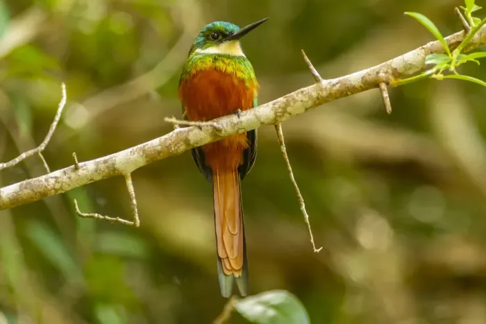Framed Print : Caribbean, Tobago. Rufous-tailed jacamar bird on limb. Credit as Framed Print : Caribbean, Tobago. Rufous-tailed jacamar bird on limb. Credit as