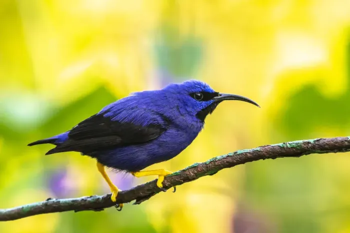 Framed Print : Caribbean, Trinidad, Asa Wright Nature Center. Male purple honeycreeper on limb Framed Print : Caribbean, Trinidad, Asa Wright Nature Center. Male purple honeycreeper on limb