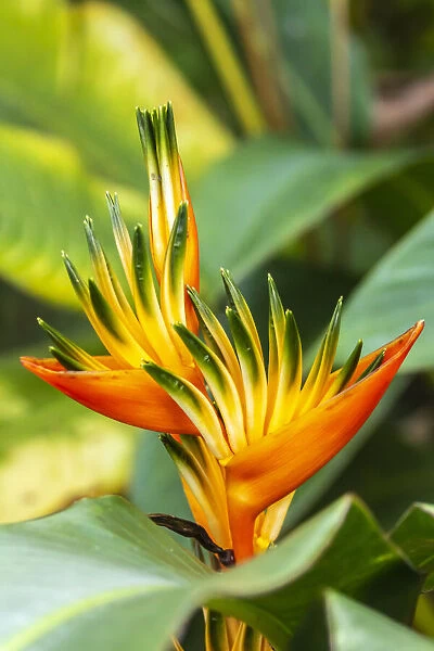 Caribbean, Trinidad, Asa Wright Nature Center. Bird of paradise blossom