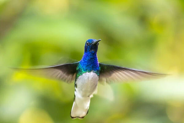 Caribbean, Trinidad, Asa Wright Nature Center. Male white-necked jacobin hummingbird