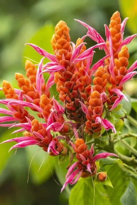 Framed Print : Caribbean, Trinidad, Asa Wright Nature Center. Orange and pink flower blossoms Framed Print : Caribbean, Trinidad, Asa Wright Nature Center. Orange and pink flower blossoms