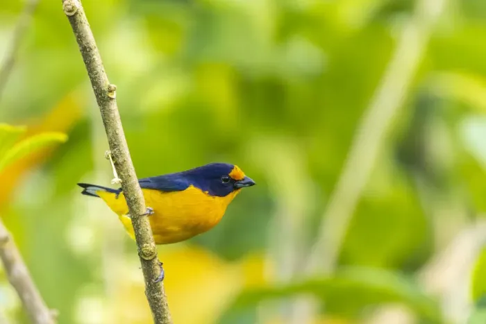 Framed Print : Caribbean, Trinidad, Asa Wright Nature Center. Euphonia bird on limb Framed Print : Caribbean, Trinidad, Asa Wright Nature Center. Euphonia bird on limb