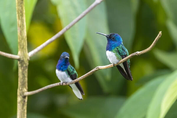 Caribbean, Trinidad, Asa Wright Nature Center. Male white-necked jacobin hummingbirds