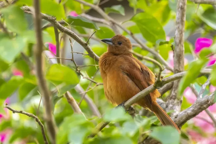 Framed Print : Caribbean, Trinidad, Asa Wright Nature Center. Female white-lined tanager bird on limb