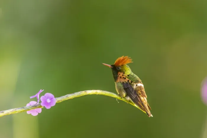 Framed Print : Caribbean, Trinidad, Asa Wright Nature Center. Male tufted coquette hummingbird