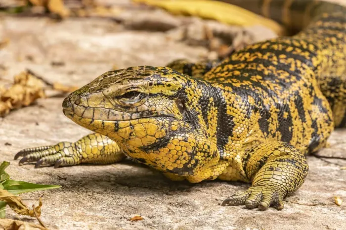 Framed Print : Caribbean, Trinidad, Asa Wright Nature Center. Tegu lizard close-up Framed Print : Caribbean, Trinidad, Asa Wright Nature Center. Tegu lizard close-up