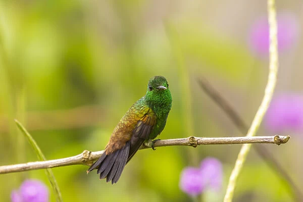 Caribbean, Trinidad, Asa Wright Nature Center. Copper-rumped hummingbird on limb