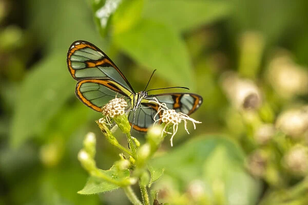 Caribbean, Trinidad, Asa Wright Nature Center. Agnosia clearwing butterfly feeding