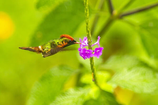 Caribbean, Trinidad, Asa Wright Nature Center. Female tufted coquette hummingbird feeding