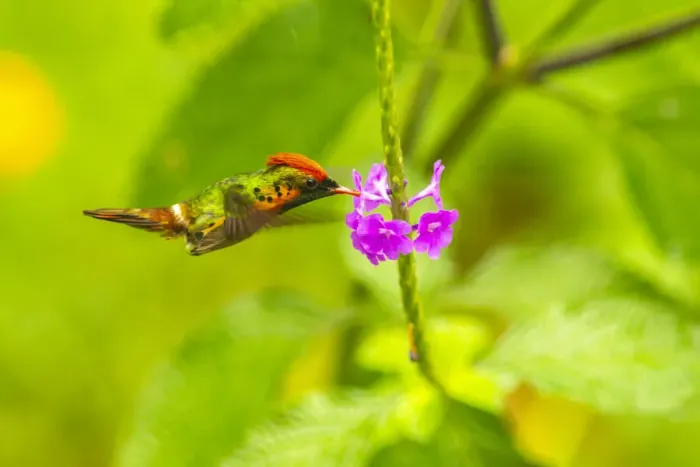Framed Print : Caribbean, Trinidad, Asa Wright Nature Center. Female tufted coquette hummingbird feeding Framed Print : Caribbean, Trinidad, Asa Wright Nature Center. Female tufted coquette hummingbird feeding