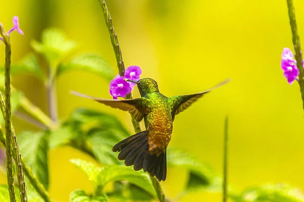 Caribbean, Trinidad, Asa Wright Nature Center. Copper-rumped hummingbird feeding