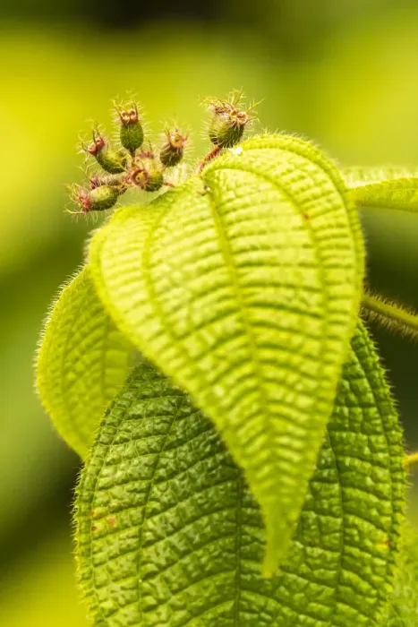 Framed Print : Caribbean, Trinidad, Asa Wright Nature Center. Leaves and leaf buds