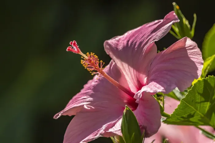 Framed Print : Caribbean, Trinidad, Asa Wright Nature Center. Hibiscus blossom close-up Framed Print : Caribbean, Trinidad, Asa Wright Nature Center. Hibiscus blossom close-up